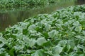 Common water hyacinth green leaves background . Water Hyacinth a tropical speciesÃÂ cover on river